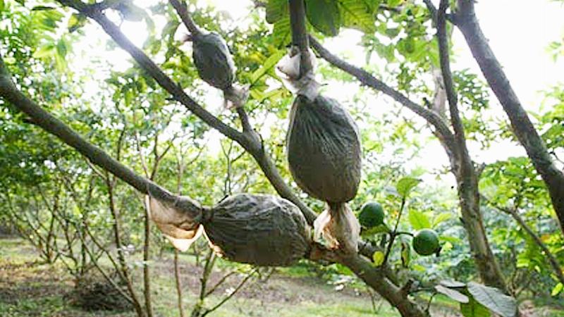 Giâm cành là phương pháp nhân giống vô tính bằng cách sử dụng một đoạn cành để tạo ra cây con mới giống hệt cây mẹ